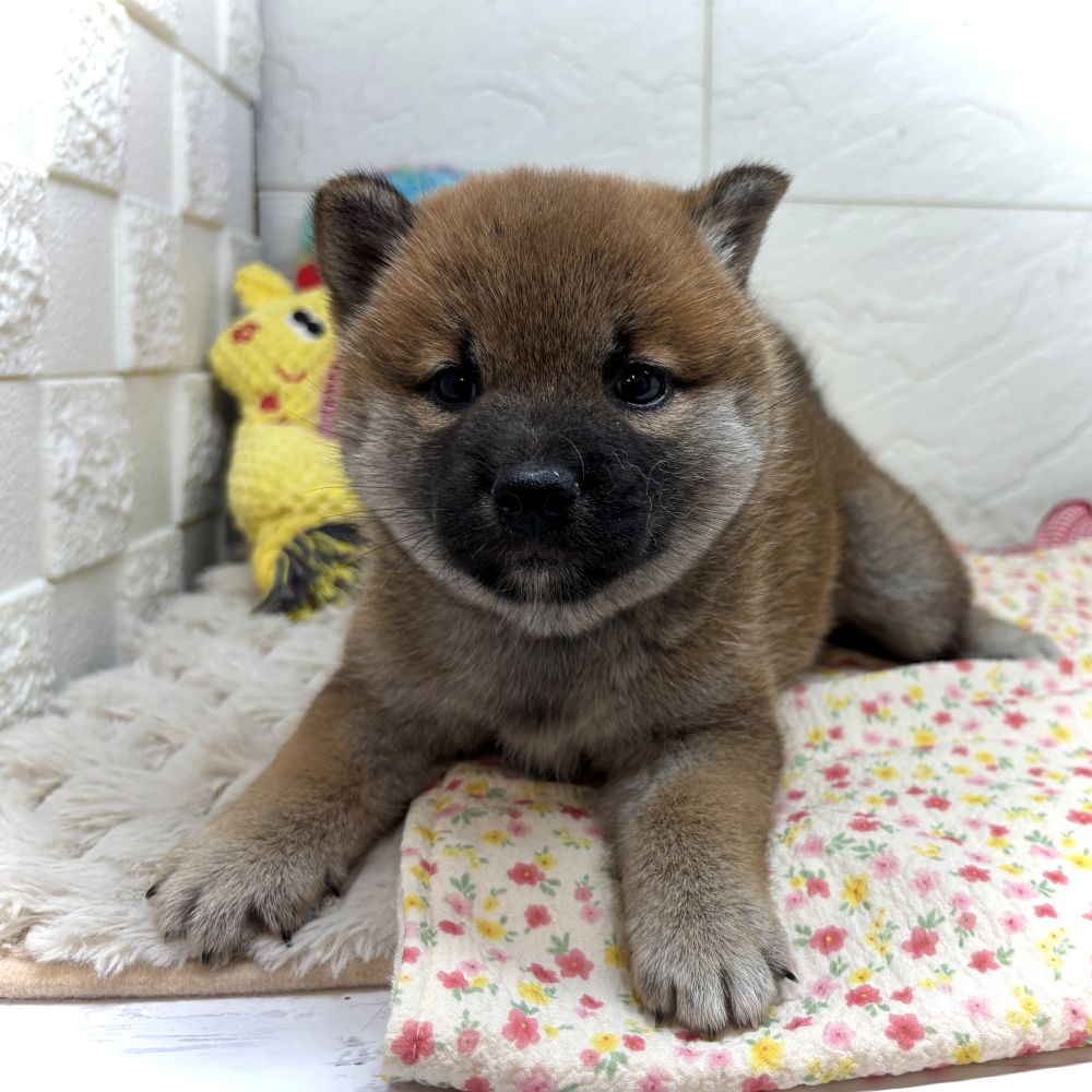 兵庫県の柴犬(標準サイズ) (犬の家＆猫の里ゆめタウン姫路店/2026年6月20日生まれ/女の子/赤)の子犬の4枚目の画像