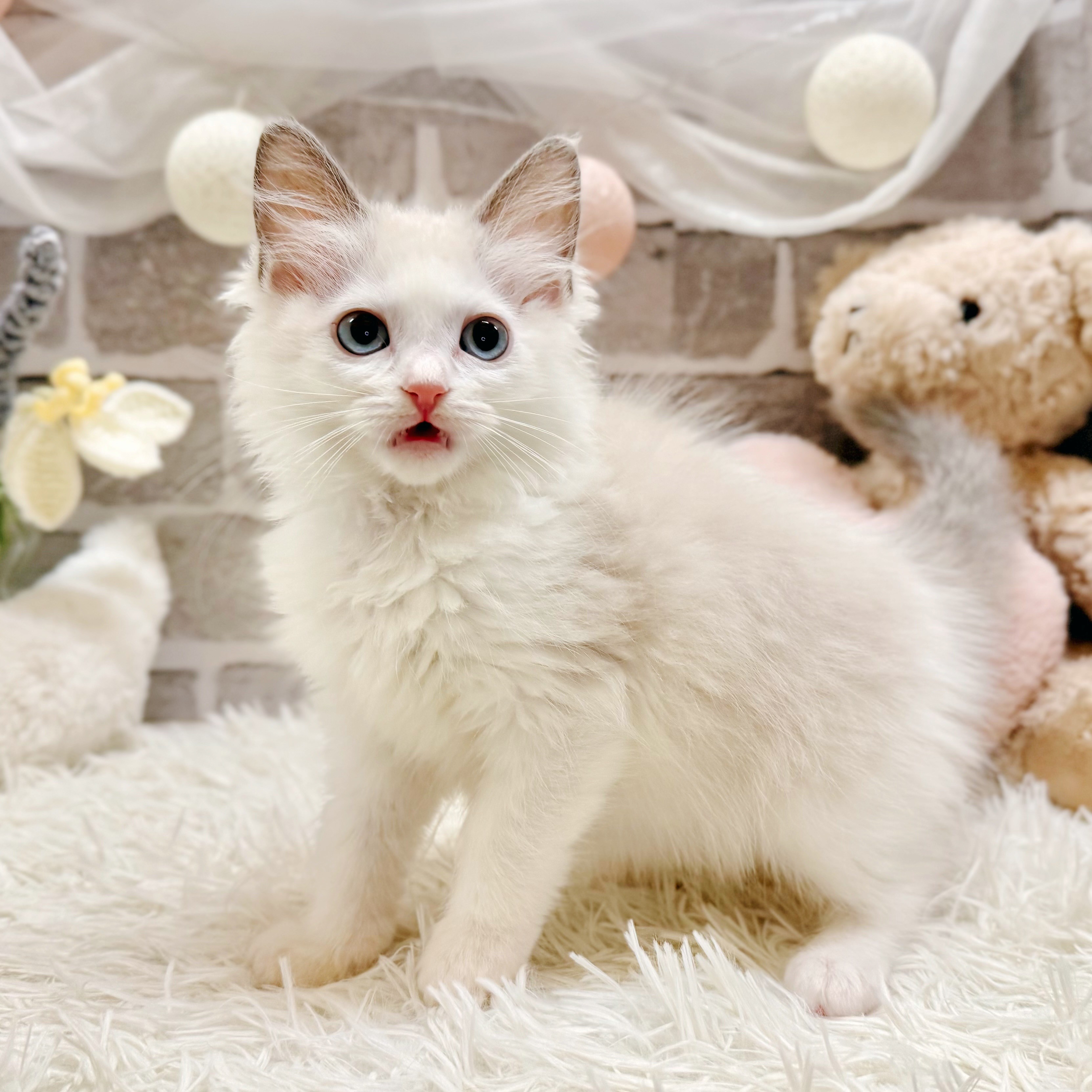 兵庫県のラグドール (犬の家＆猫の里神戸店/2026年6月18日生まれ/女の子/ブルーポイントバイカラー)の子猫の4枚目の画像