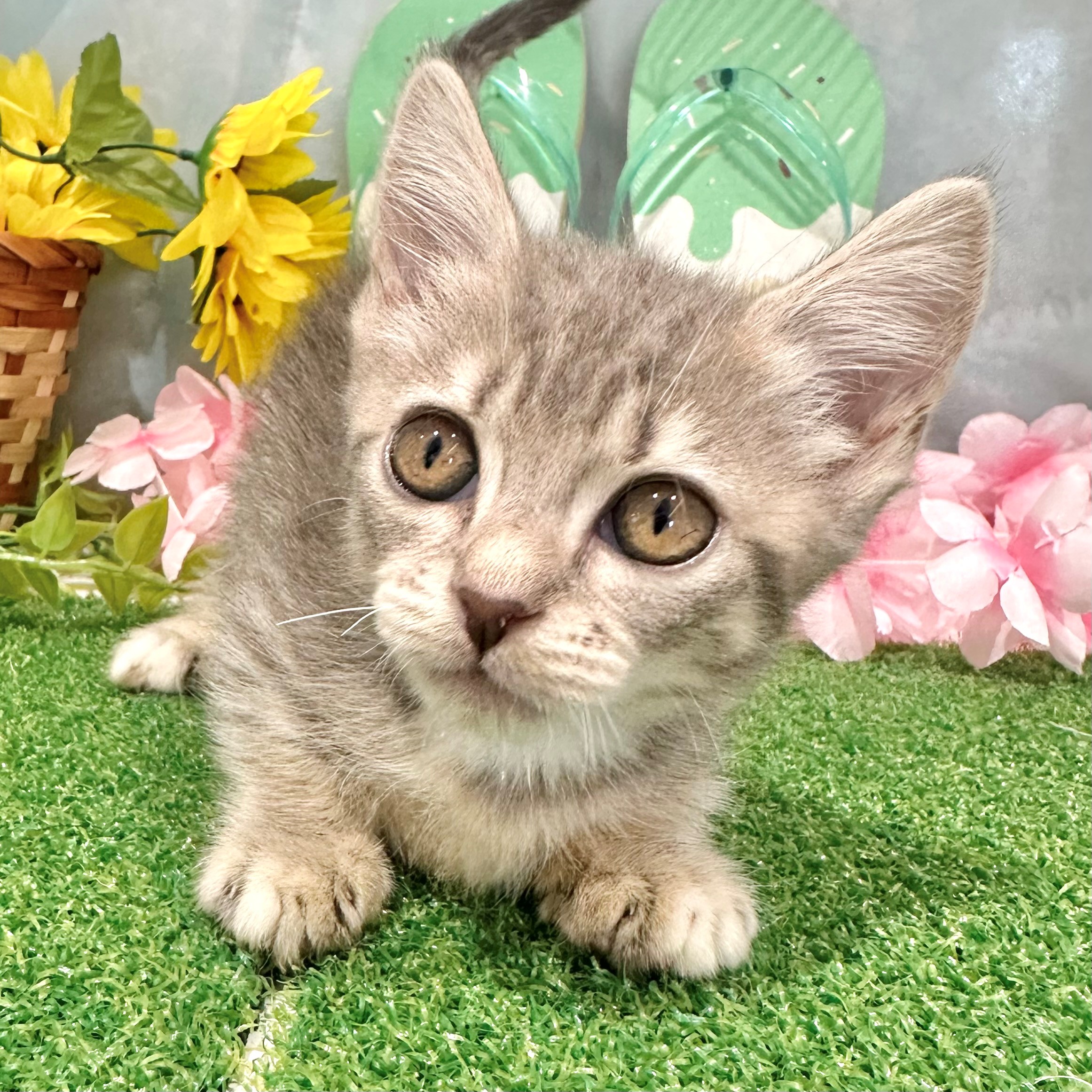 福岡県のマンチカン (犬の家＆猫の里くりえいと宗像店/2026年6月14日生まれ/女の子/ブルータビー)の子猫の4枚目の画像