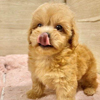 大阪府のペキプー(ペキニーズ×プードル) (犬の家＆猫の里そよら東岸和田店/2026年6月20日生まれ/男の子/アプリコット)の子犬の4枚目の画像
