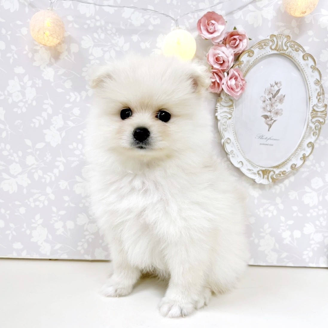 富山県のポメラニアン (犬の家＆猫の里アミーゴ高岡蓮花寺店/2026年6月21日生まれ/女の子/クリーム)の子犬の4枚目の画像