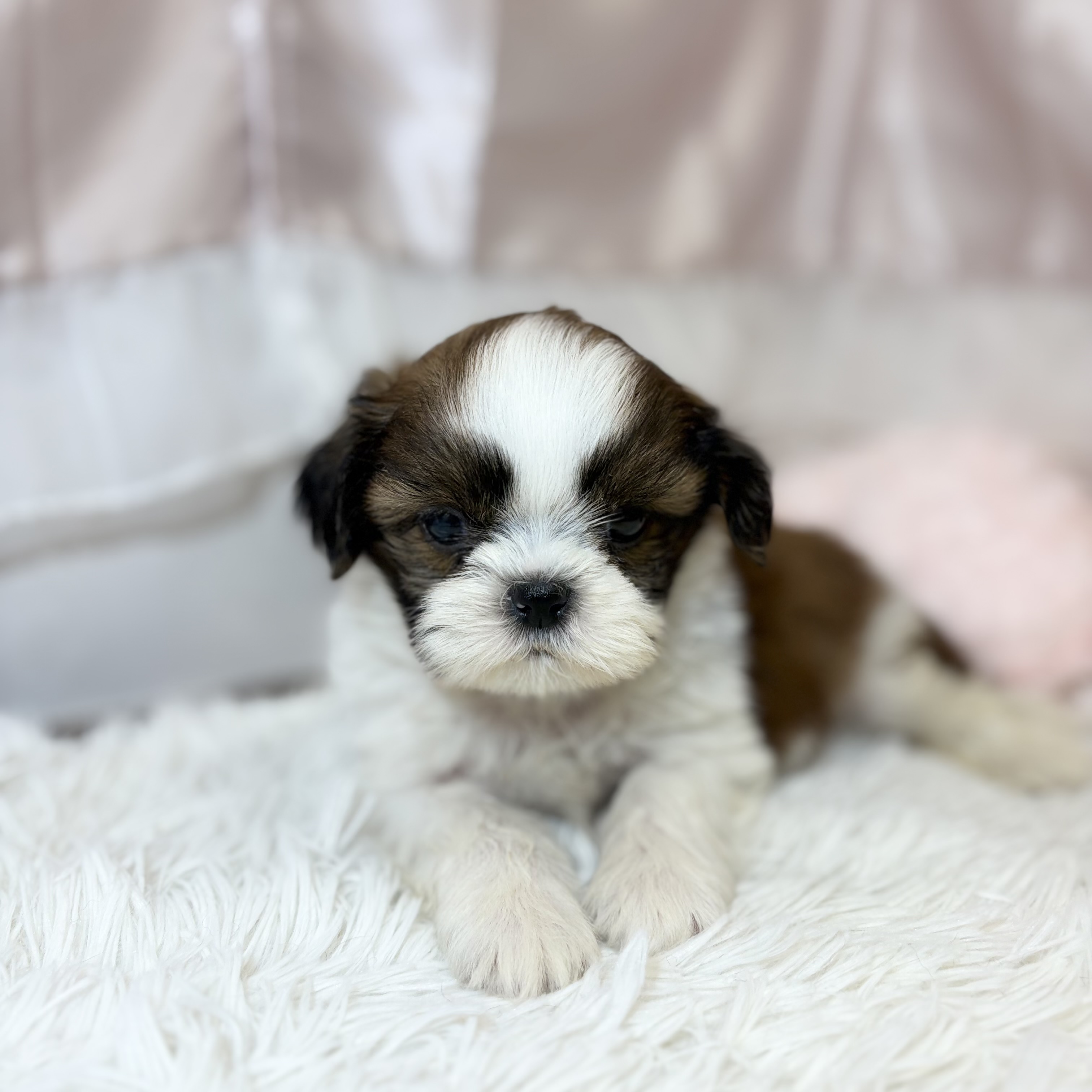 兵庫県のシーズー (犬の家＆猫の里カナート西神戸店/2026年6月20日生まれ/男の子/ゴールドホワイト)の子犬の4枚目の画像
