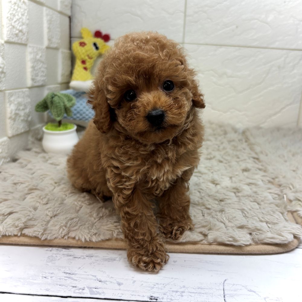 兵庫県のトイプードル(トイ) (犬の家＆猫の里ゆめタウン姫路店/2026年6月18日生まれ/男の子/オレンジフォーン)の子犬の4枚目の画像
