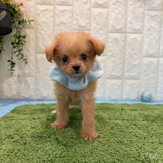 岡山県のポメプー(ポメラニアン×プードル) (犬の家＆猫の里倉敷店/2026年6月14日生まれ/男の子/アプリコット)の子犬の4枚目の画像
