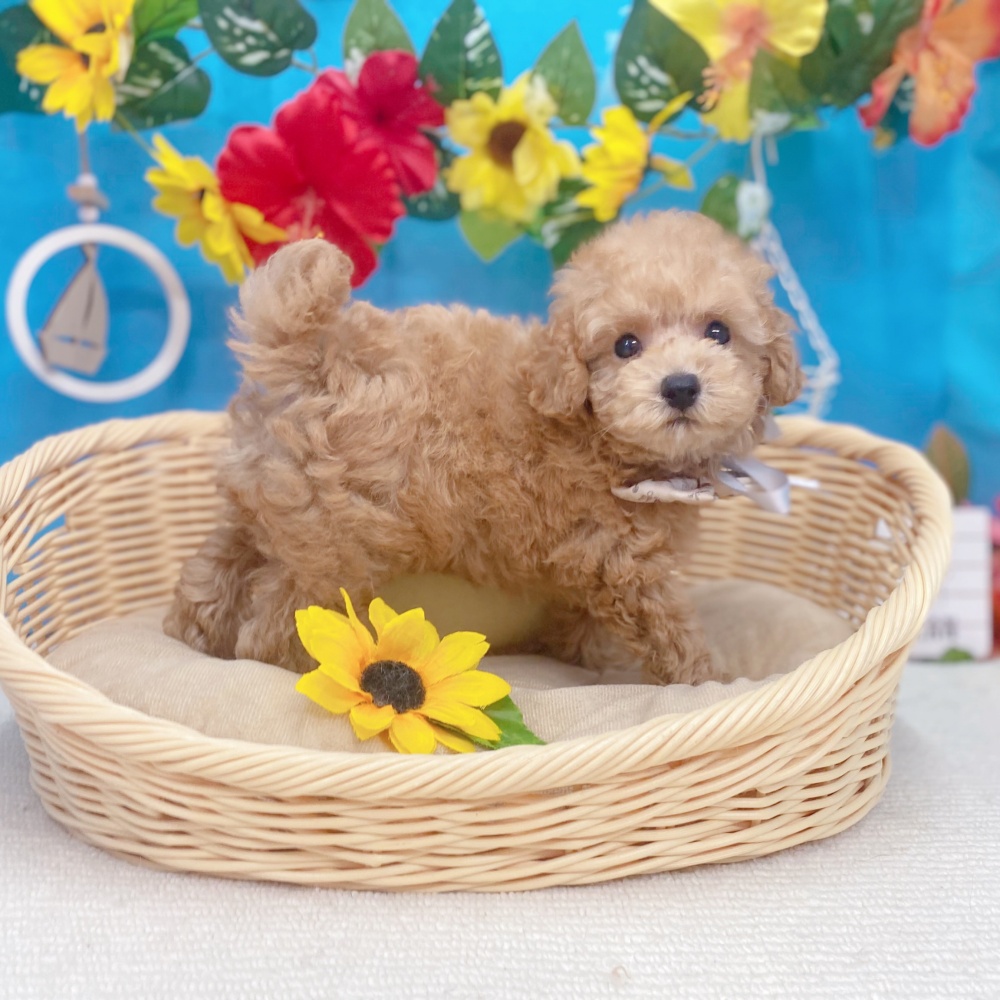 岐阜県のトイプードル(トイ) (犬の家＆猫の里岐南店/2026年6月21日生まれ/男の子/アプリコット)の子犬の4枚目の画像