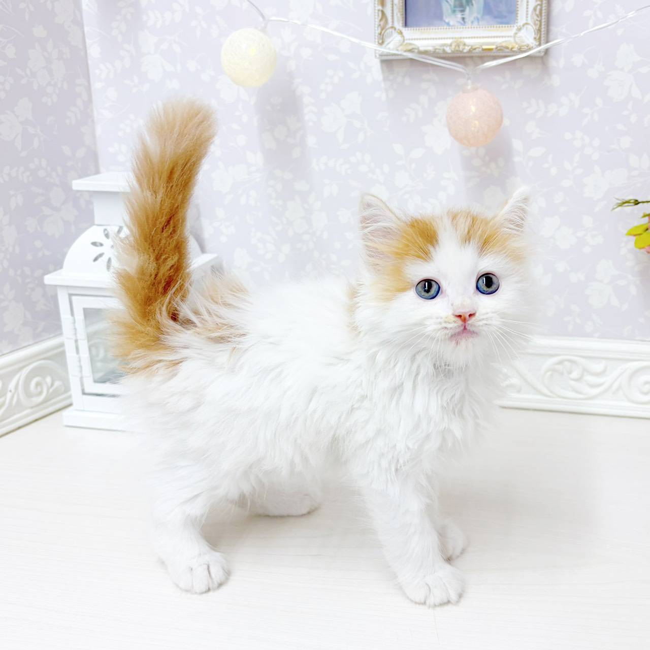 富山県のスコティッシュフォールド (犬の家＆猫の里アミーゴ山室店/2026年6月18日生まれ/男の子/レッドタビーホワイト)の子猫の4枚目の画像