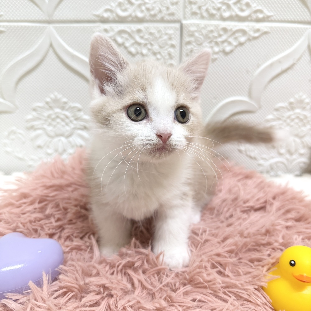 愛知県のマンチカン (犬の家＆猫の里岡崎店/2026年6月16日生まれ/男の子/クリームタビーホワイト)の子猫の4枚目の画像