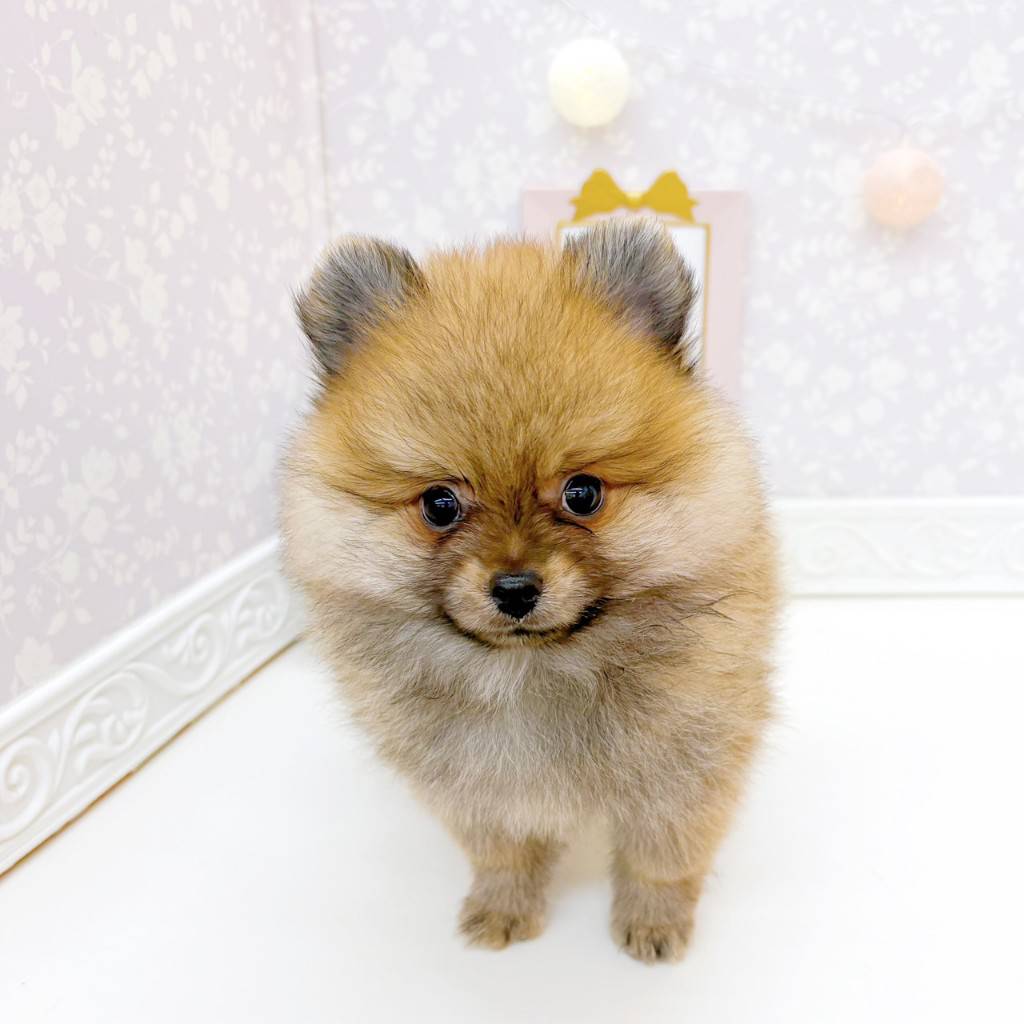 富山県のポメラニアン (犬の家＆猫の里富山店/2026年6月21日生まれ/男の子/オレンジセーブル)の子犬の4枚目の画像