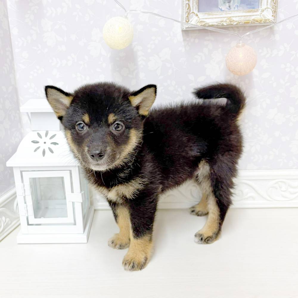 富山県の柴犬(標準サイズ) (犬の家＆猫の里アミーゴ山室店/2026年6月22日生まれ/男の子/黒)の子犬の4枚目の画像