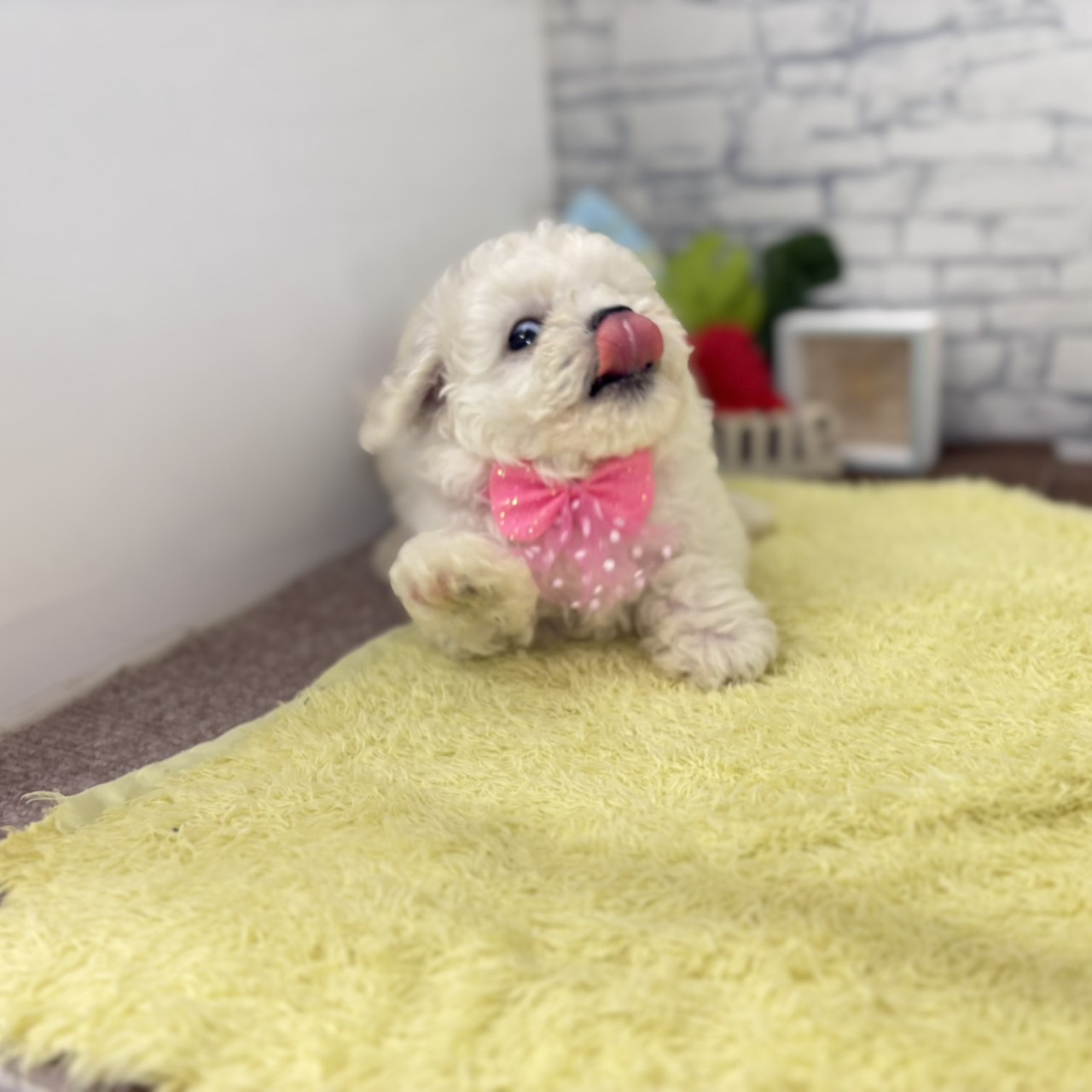 長野県のビションフリーゼ (犬の家＆猫の里長野店/2026年6月22日生まれ/女の子/ホワイト)の子犬の4枚目の画像