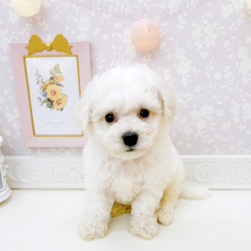 富山県のビションフリーゼ (犬の家＆猫の里富山店/2026年6月22日生まれ/男の子/ホワイト)の子犬の4枚目の画像