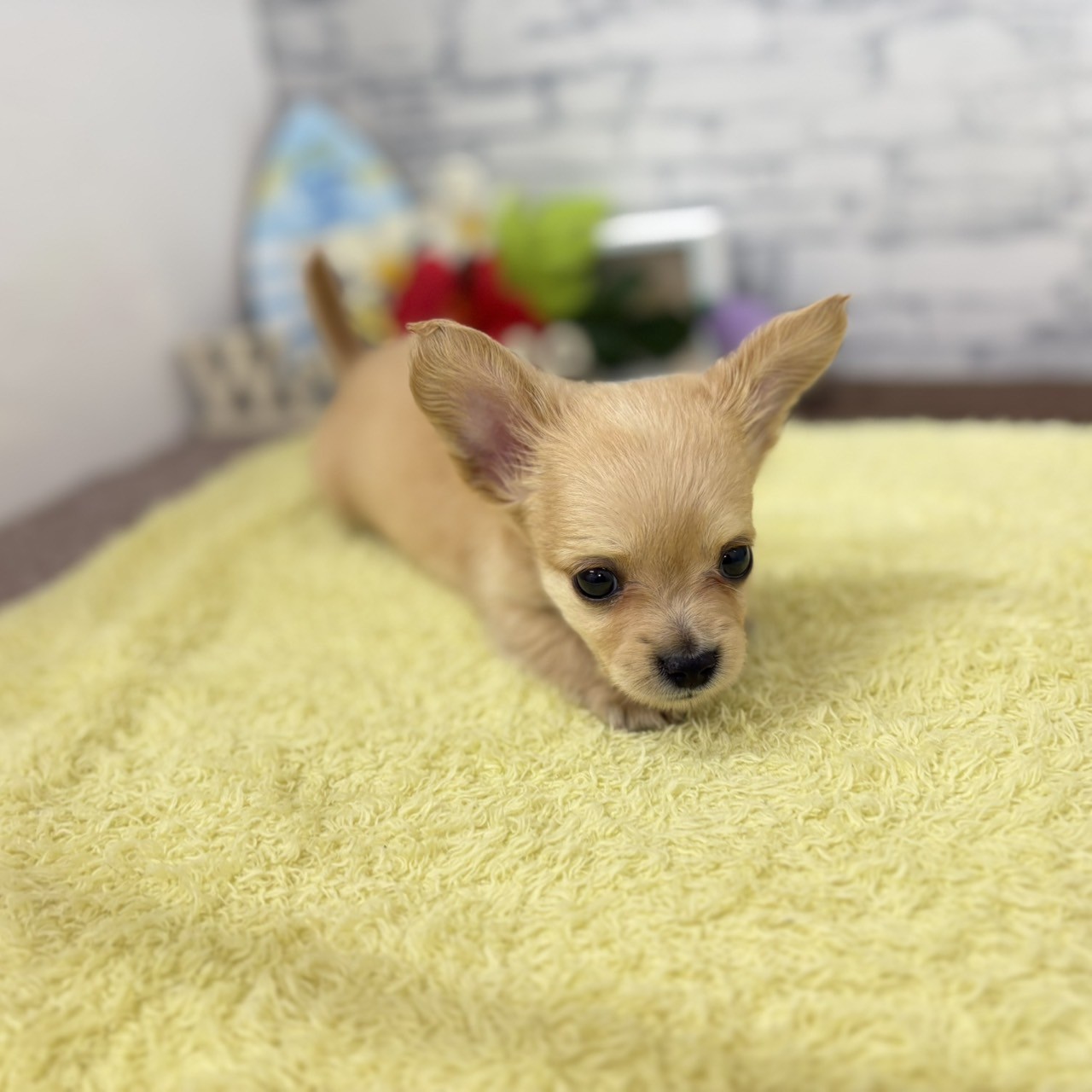 長野県のチワックス(チワワ×ダックス) (犬の家＆猫の里長野店/2026年6月21日生まれ/男の子/イエロー)の子犬の4枚目の画像