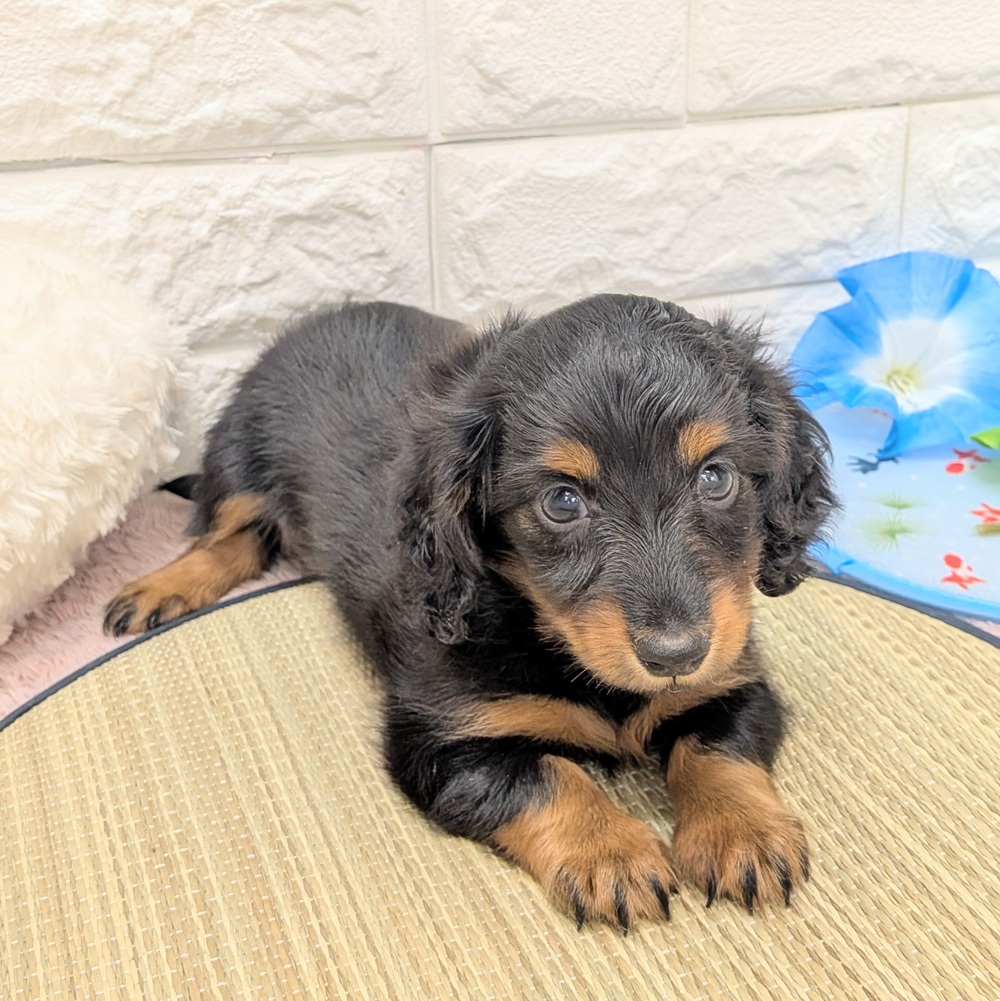 静岡県のミニチュアダックスフンド(ロング) (犬の家＆猫の里プレ葉ウォーク浜北店/2026年6月22日生まれ/女の子/ブラックタン)の子犬の4枚目の画像