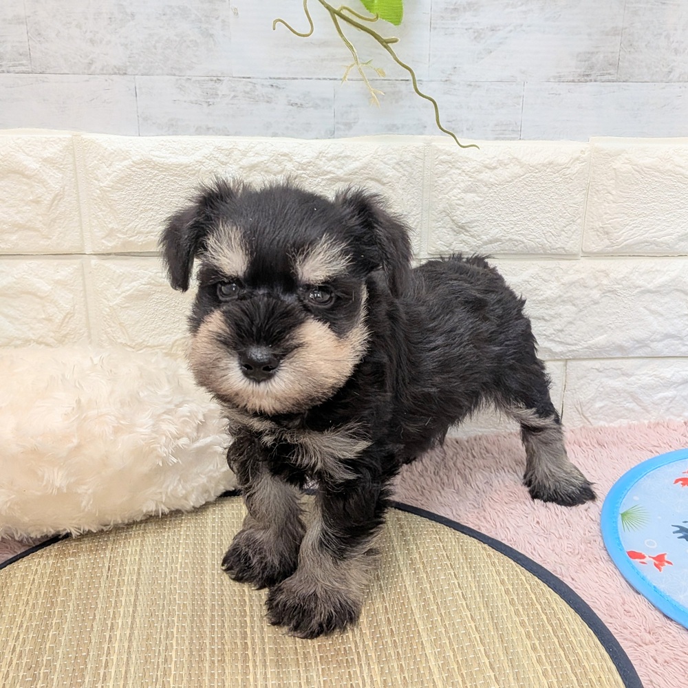 静岡県のミニチュアシュナウザー (犬の家＆猫の里プレ葉ウォーク浜北店/2026年6月23日生まれ/男の子/ブラックシルバー)の子犬の4枚目の画像
