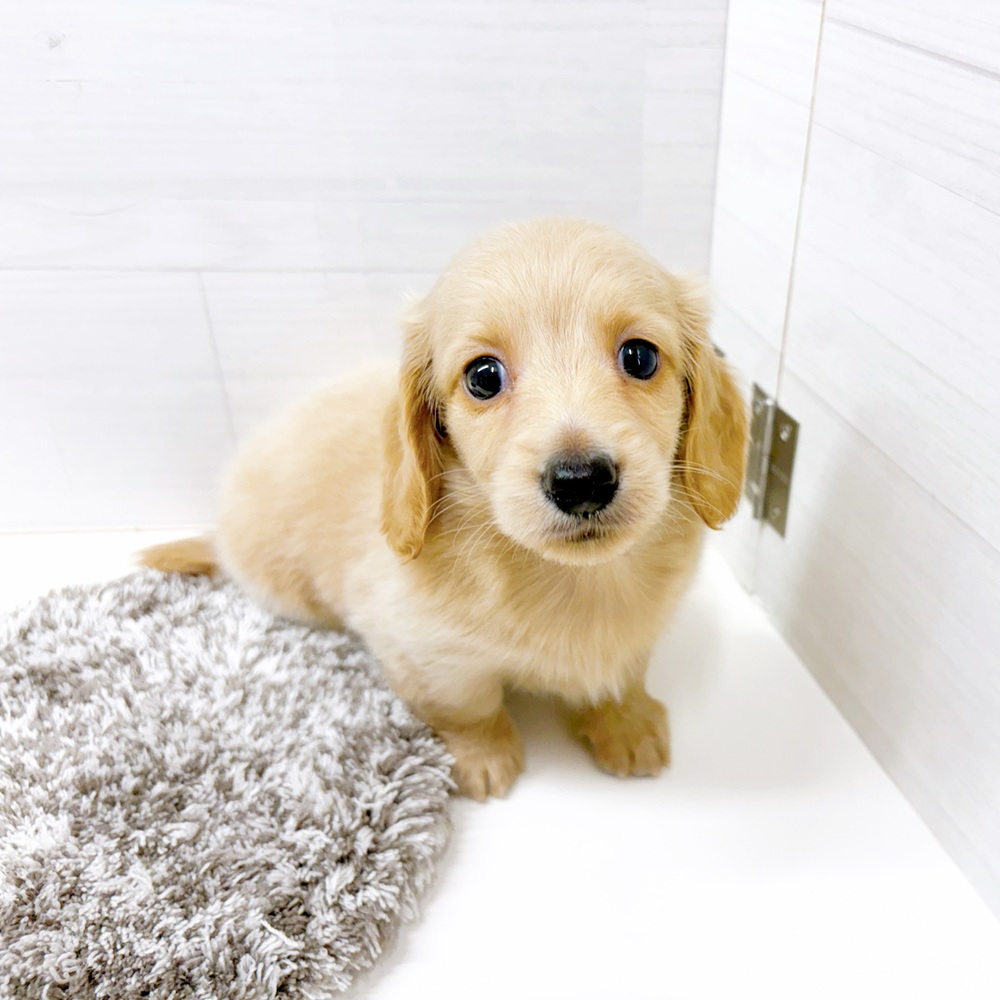 石川県のミニチュアダックスフンド(ロング) (犬の家＆猫の里アミーゴ金沢おこばた店/2026年6月21日生まれ/女の子/イエロー)の子犬の4枚目の画像