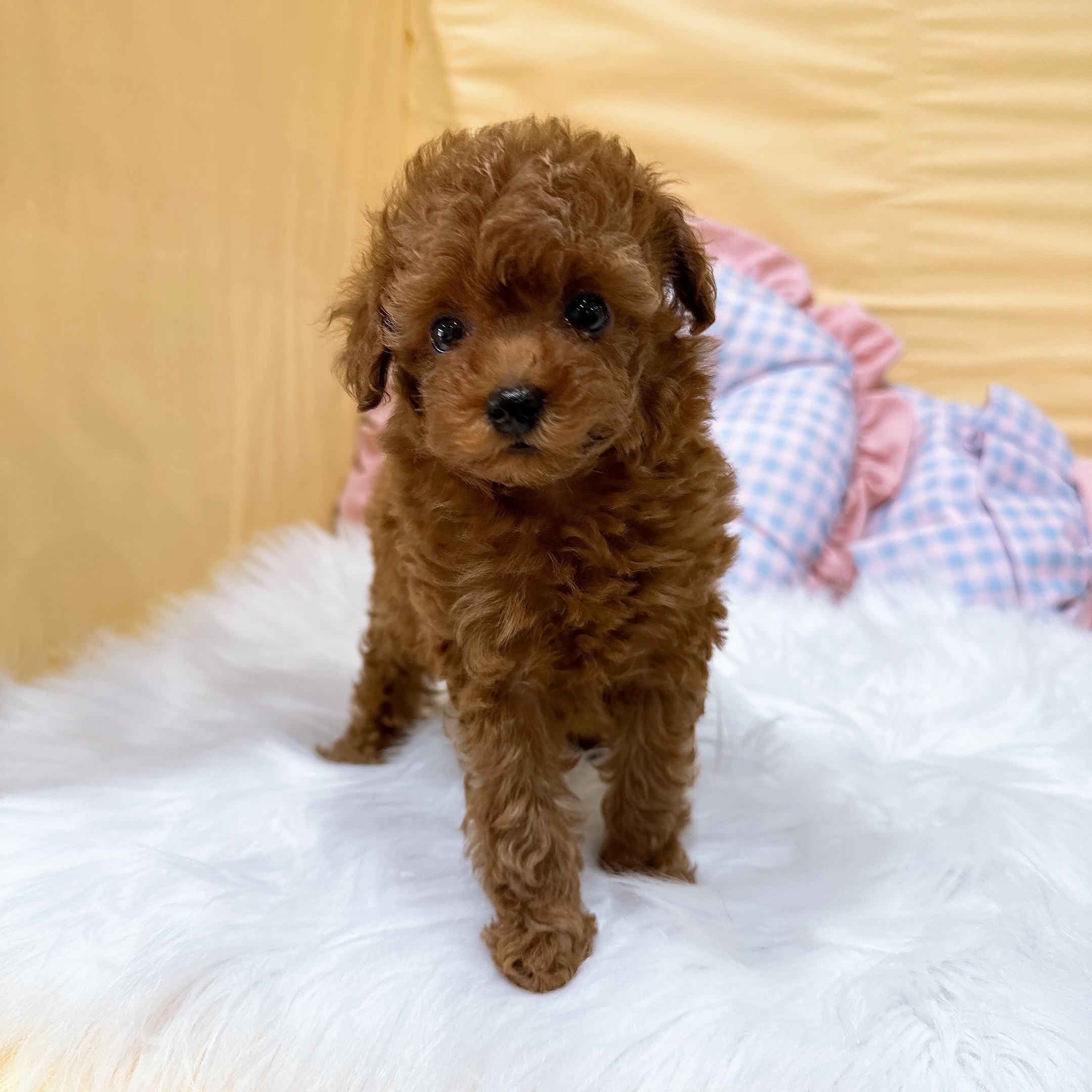 神奈川県のトイプードル(トイ) (犬の家＆猫の里元住吉ブレーメン通り店/2026年6月20日生まれ/女の子/レッド)の子犬の4枚目の画像