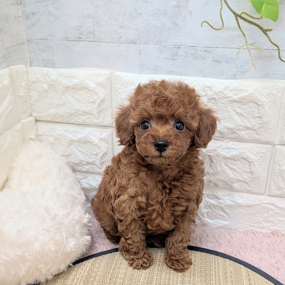 静岡県のトイプードル(トイ) (犬の家＆猫の里プレ葉ウォーク浜北店/2026年6月20日生まれ/男の子/レッド)の子犬の4枚目の画像
