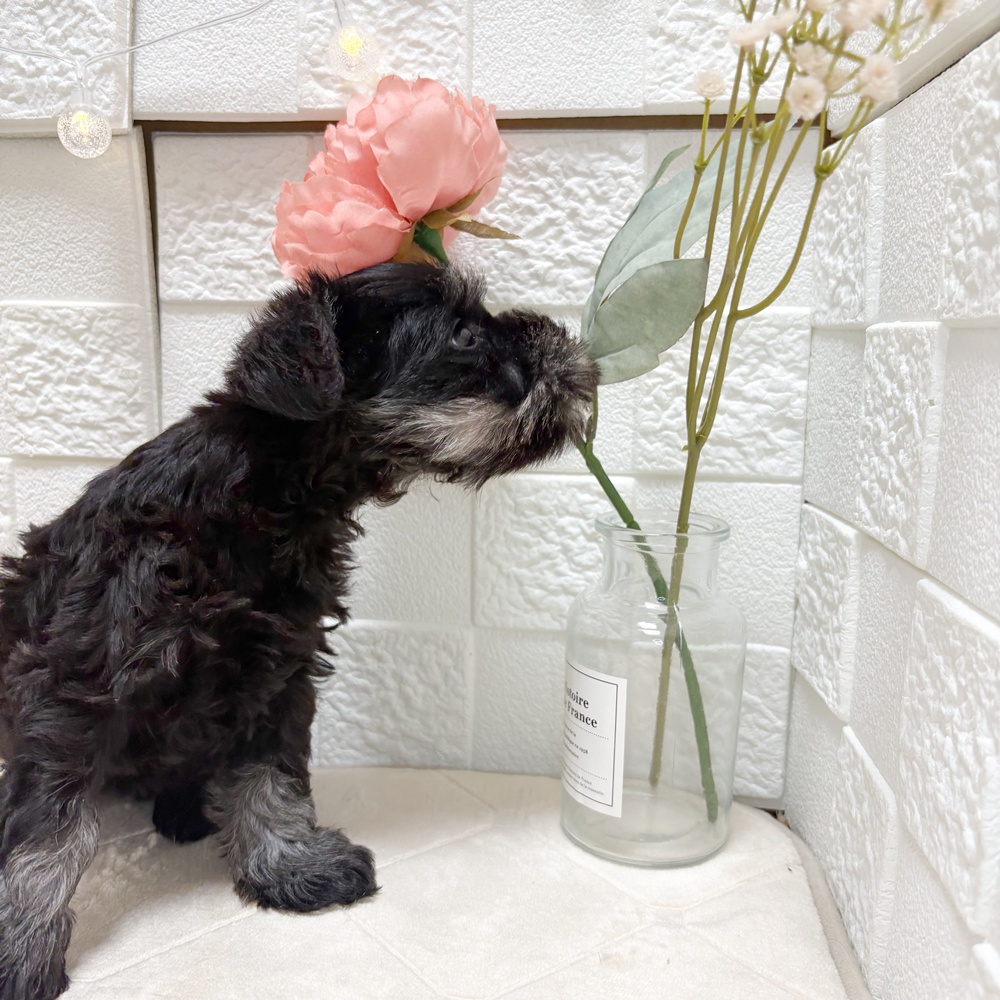 東京都のミニチュアシュナウザー (犬の家＆猫の里ペットフォレスト小平店/2026年6月23日生まれ/女の子/ブラックシルバー)の子犬の4枚目の画像