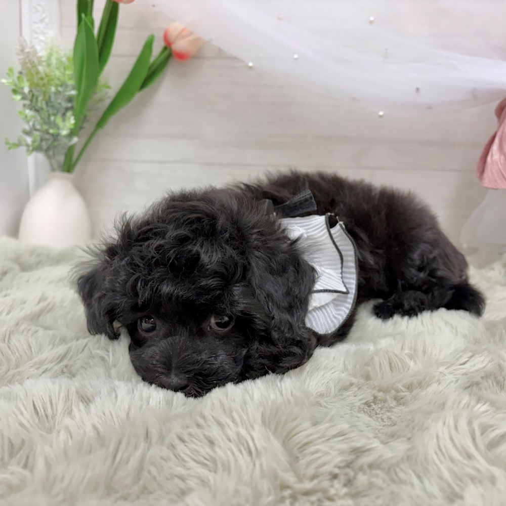 神奈川県のチワプー/プーチー(チワワ×プードル) (犬の家＆猫の里相模原店/2026年6月21日生まれ/男の子/ブラック)の子犬の4枚目の画像