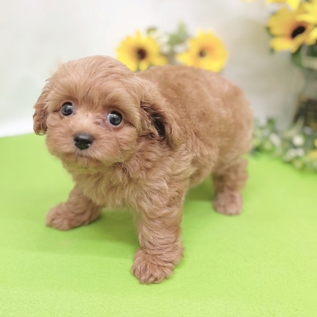 静岡県のチワプー/プーチー(チワワ×プードル) (犬の家＆猫の里藤枝店/2026年6月21日生まれ/男の子/アプリコット)の子犬の4枚目の画像