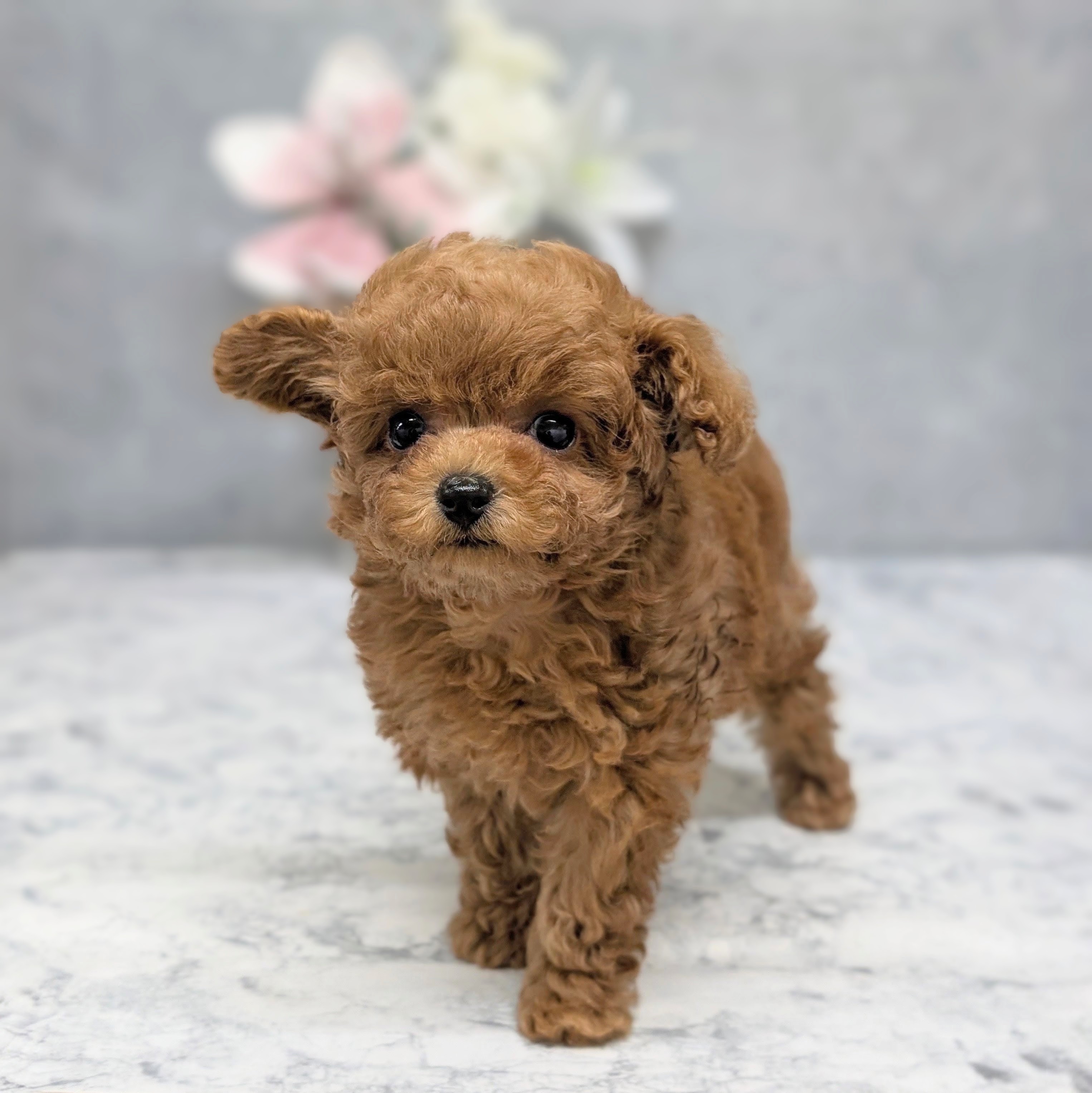 愛知県のトイプードル(ティーカップ) (犬の家＆猫の里安城店/2026年6月20日生まれ/女の子/アプリコット)の子犬の1枚目の画像