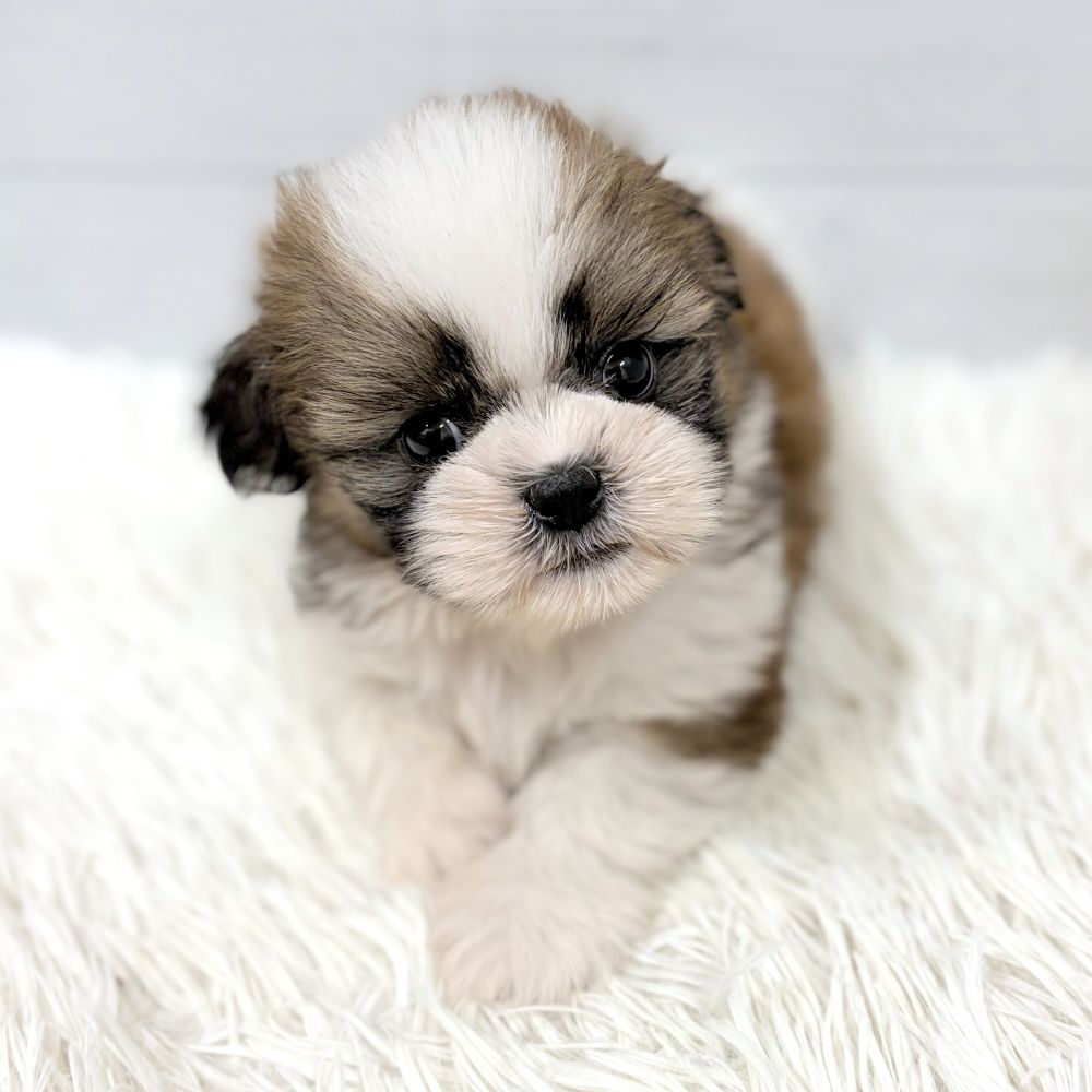 愛知県のシーズー (犬の家＆猫の里豊田店/2026年6月20日生まれ/男の子/ホワイトゴールド)の子犬の4枚目の画像