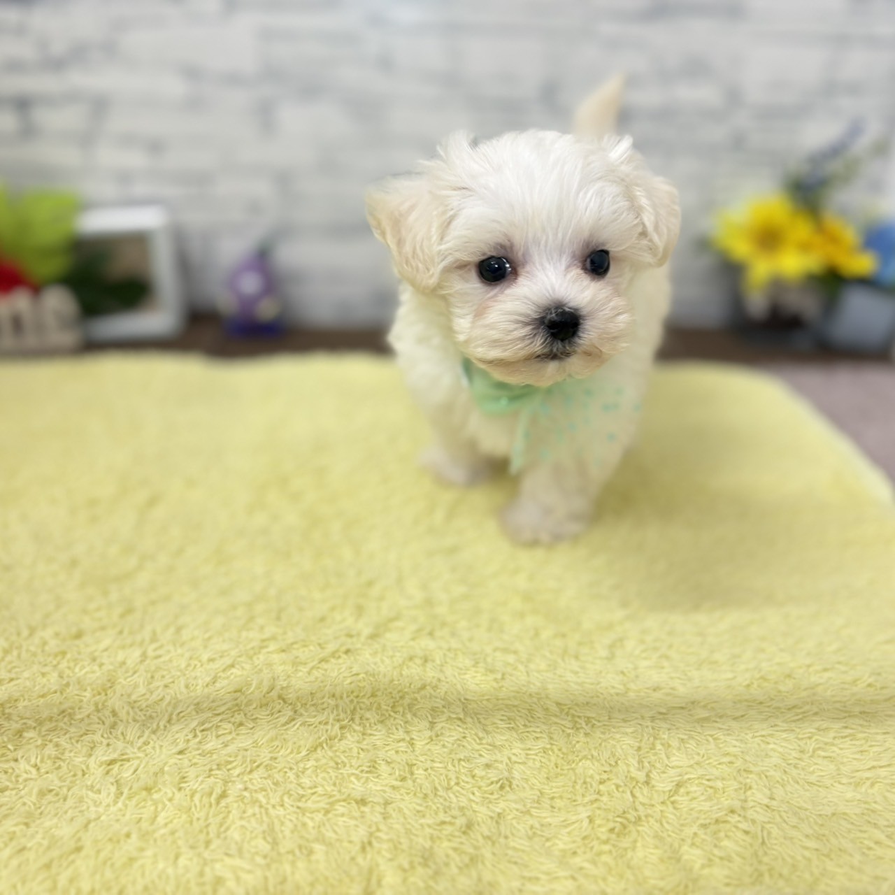 長野県のハーフ犬・ミックス犬 (犬の家＆猫の里長野店/2026年6月18日生まれ/男の子/ホワイト)の子犬の4枚目の画像