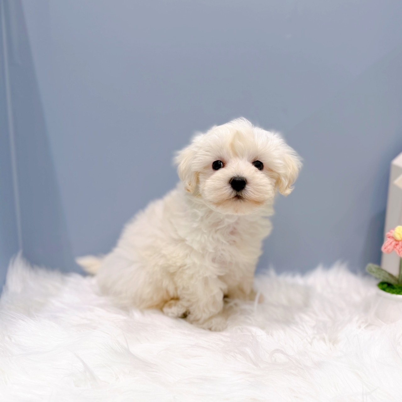 愛知県のハーフ犬・ミックス犬 (犬の家＆猫の里岡崎店/2026年6月18日生まれ/男の子/ホワイト)の子犬の4枚目の画像
