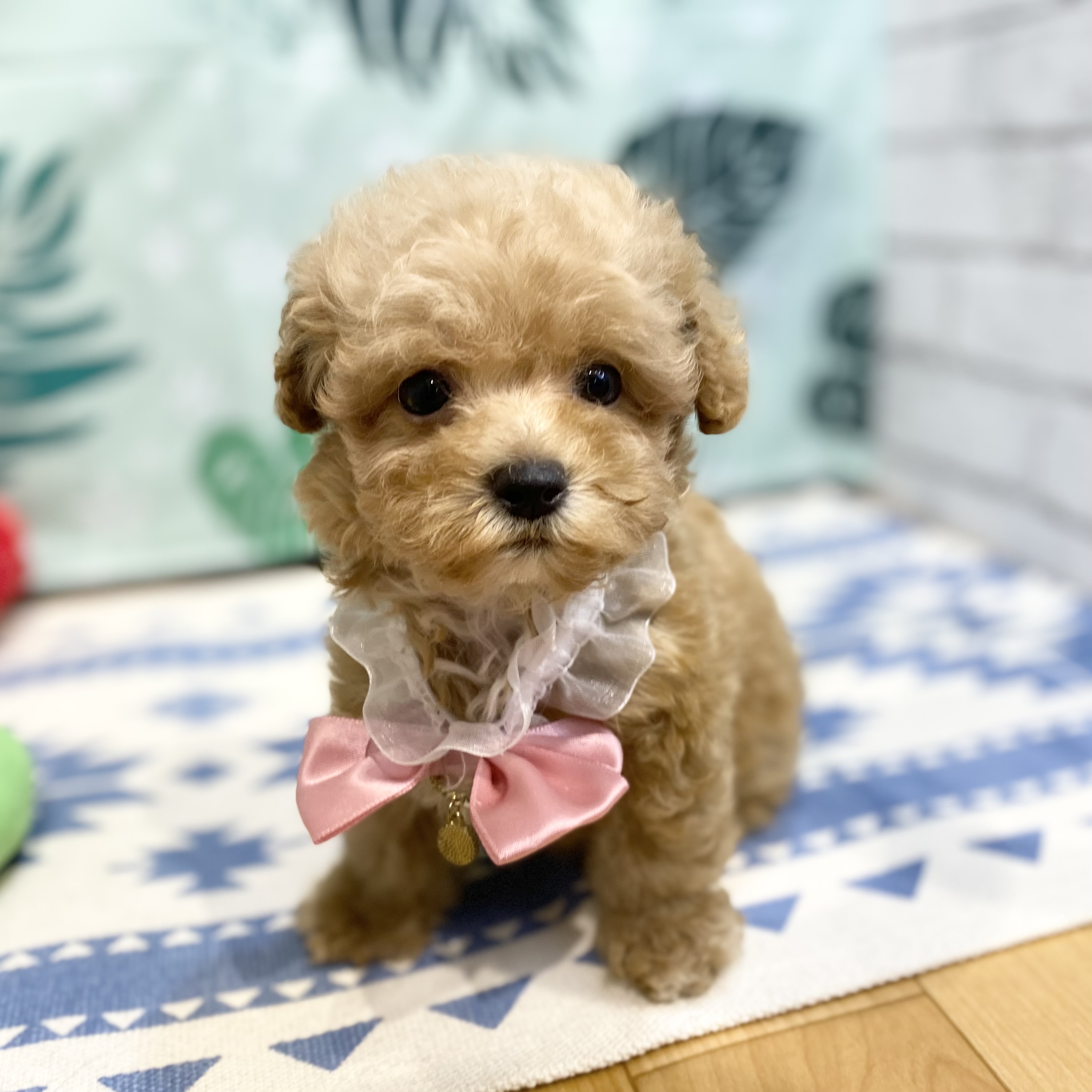 長野県のマルプー(マルチーズ×プードル) (犬の家＆猫の里カインズ梓川店/2026年6月20日生まれ/女の子/アプリコット)の子犬の4枚目の画像