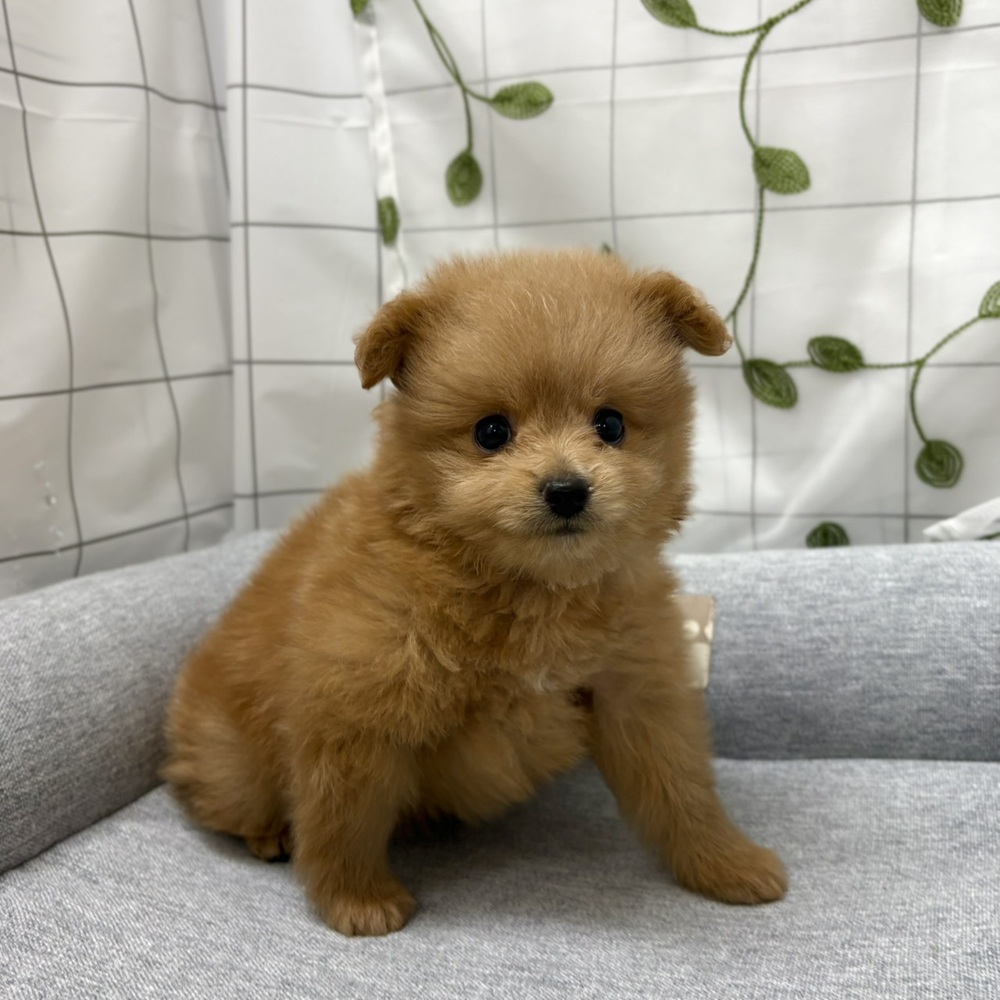 長野県のポメプー(ポメラニアン×プードル) (犬の家＆猫の里塩尻店/2026年6月20日生まれ/男の子/アプリコット)の子犬の4枚目の画像