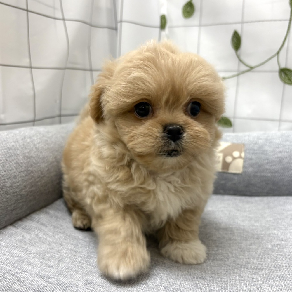 長野県のペキプー(ペキニーズ×プードル) (犬の家＆猫の里塩尻店/2026年6月22日生まれ/男の子/クリーム)の子犬の4枚目の画像