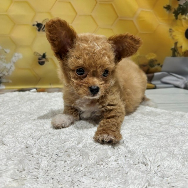 福岡県のチワプー/プーチー(チワワ×プードル) (犬の家＆猫の里トリアス久山店/2026年6月22日生まれ/男の子/アプリコット)の子犬の1枚目の画像