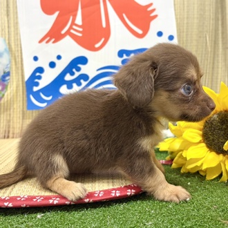 神奈川県のチワックス(チワワ×ダックス) (犬の家＆猫の里小田原店/2026年6月23日生まれ/男の子/チョコレートタンホワイト)の子犬の4枚目の画像