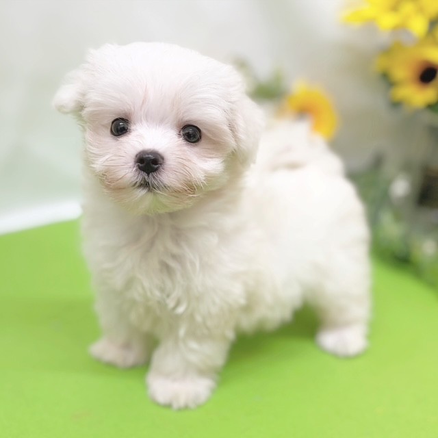 静岡県のマルチーズ (犬の家＆猫の里藤枝店/2026年6月20日生まれ/女の子/ホワイト)の子犬の4枚目の画像