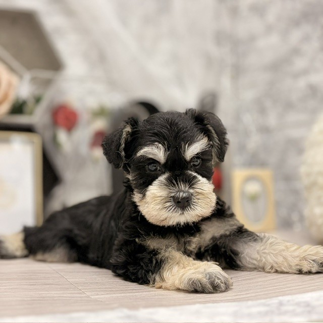 千葉県のミニチュアシュナウザー (犬の家＆猫の里ワンズモール稲毛店/2026年6月23日生まれ/男の子/ブラックシルバー)の子犬の4枚目の画像