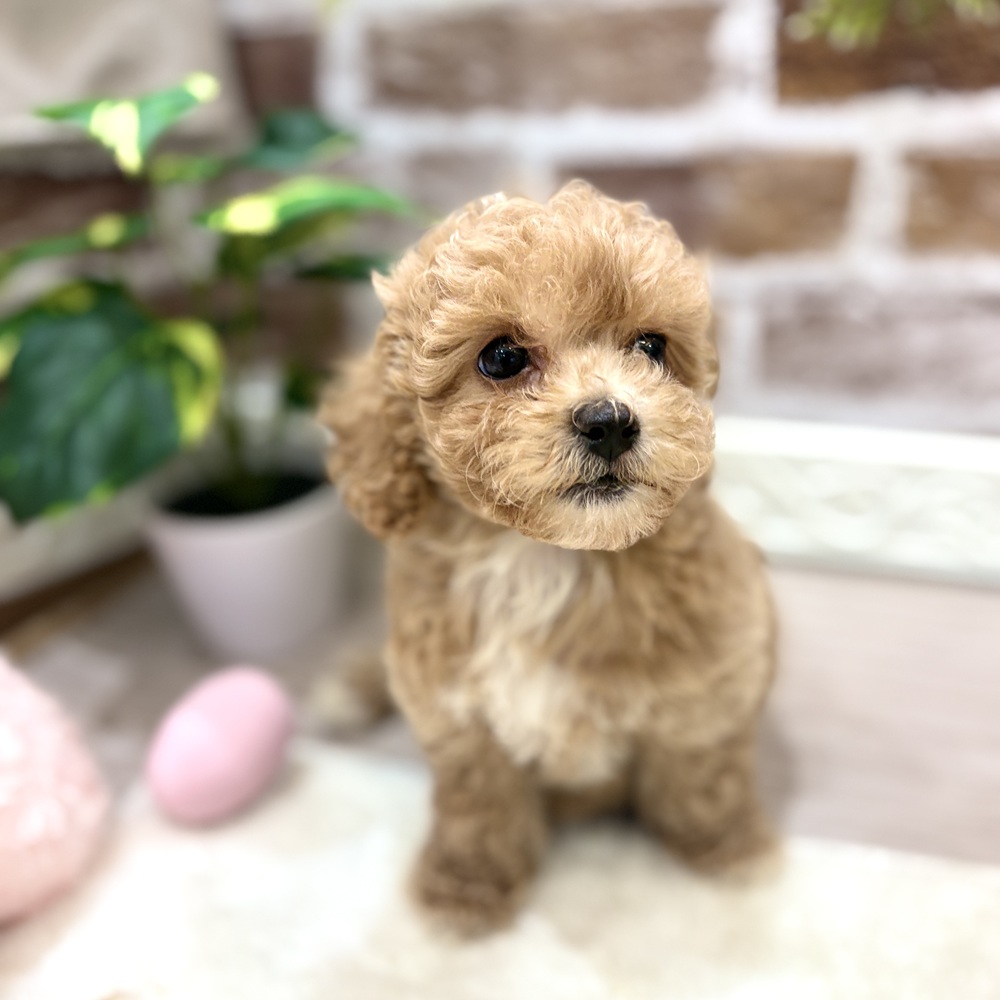 三重県のビションプー(ビションフリーゼ×プードル) (犬の家＆猫の里三重桑名店/2026年6月20日生まれ/女の子/クリーム)の子犬の1枚目の画像