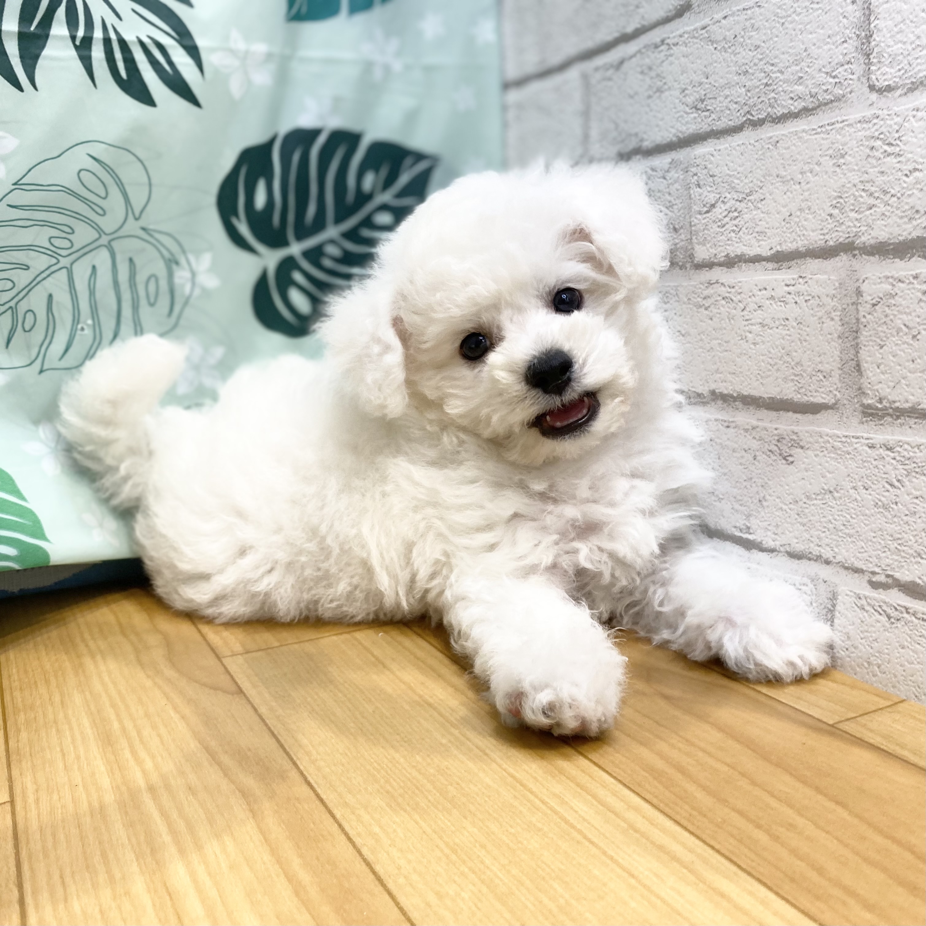 長野県のビションフリーゼ (犬の家＆猫の里カインズ梓川店/2026年6月22日生まれ/男の子/ホワイト)の子犬の4枚目の画像