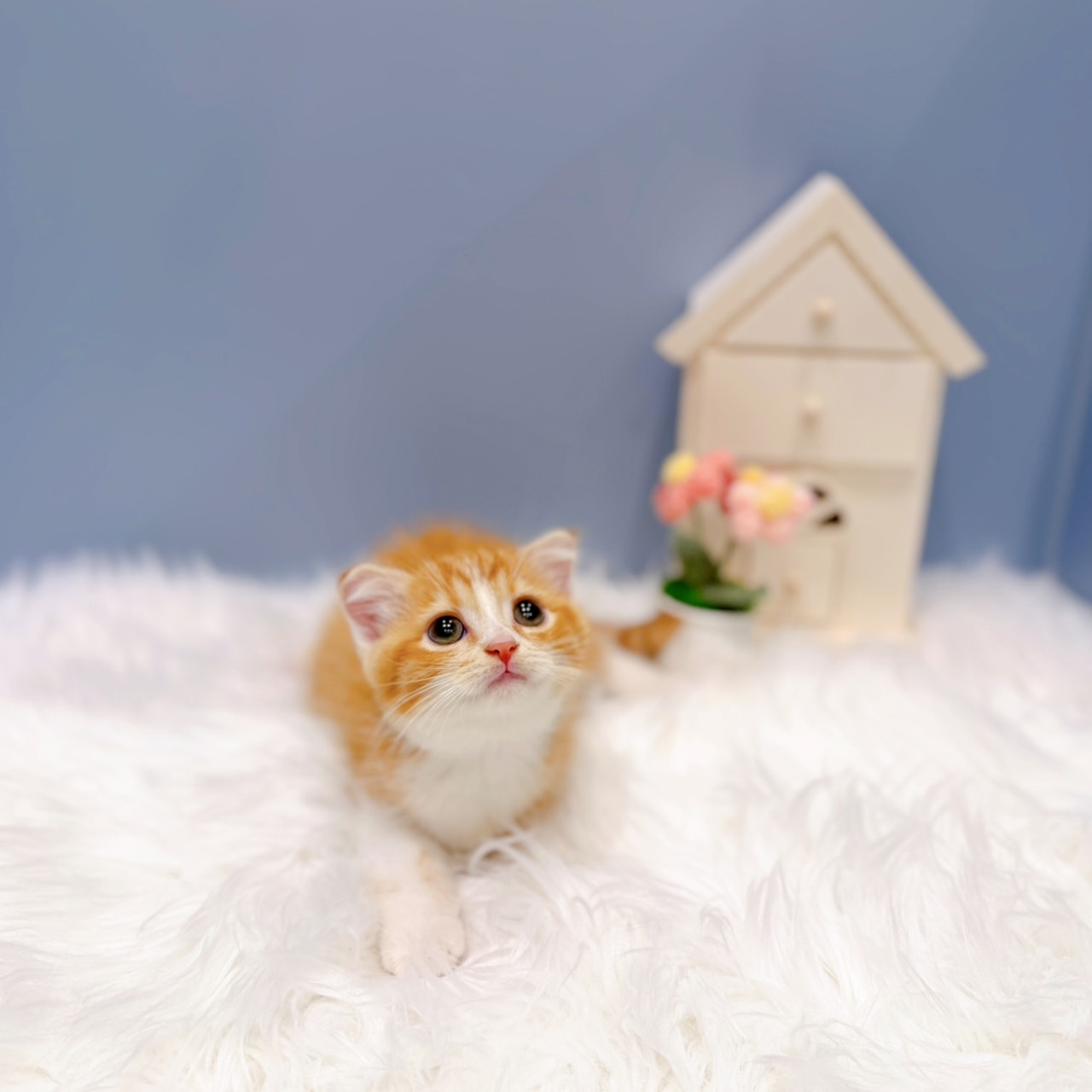 愛知県のスコティッシュフォールド (犬の家＆猫の里岡崎店/2026年6月19日生まれ/男の子/レッドタビーホワイト)の子猫の4枚目の画像