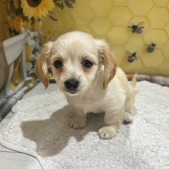 福岡県のチワックス(チワワ×ダックス) (犬の家＆猫の里トリアス久山店/2026年6月21日生まれ/女の子/ホワイトクリーム)の子犬の1枚目の画像
