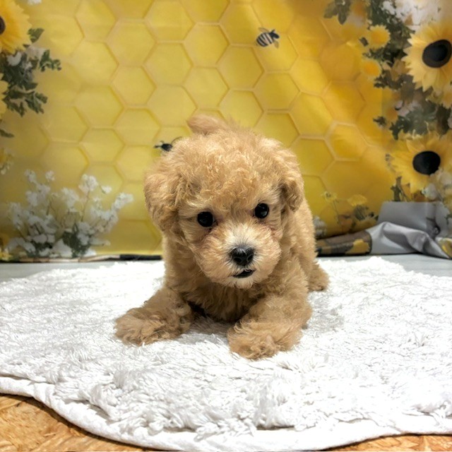 福岡県のトイプードル(トイ) (犬の家＆猫の里トリアス久山店/2026年6月23日生まれ/男の子/クリーム)の子犬の4枚目の画像
