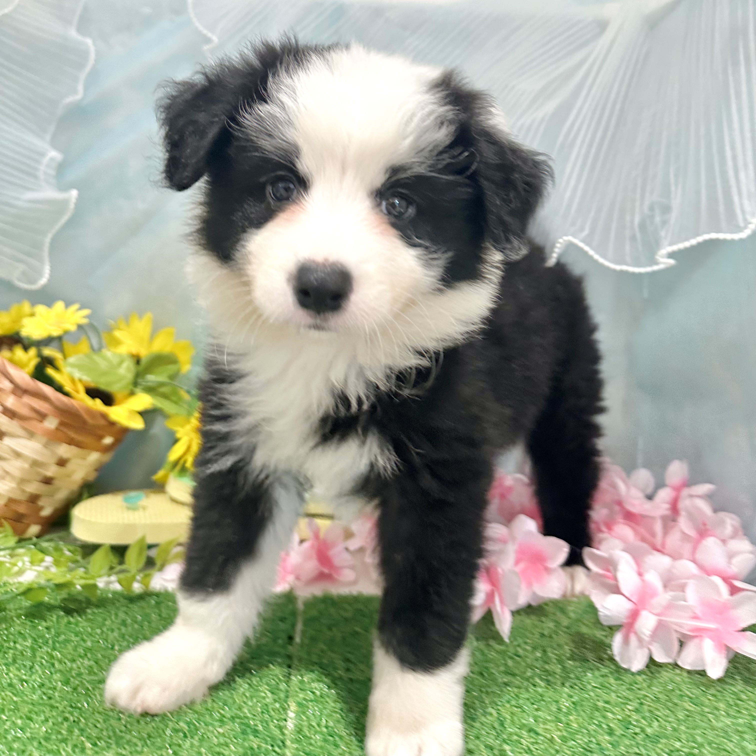 福岡県のボーダーコリー (犬の家＆猫の里くりえいと宗像店/2026年6月15日生まれ/女の子/ブラックホワイト)の子犬の4枚目の画像