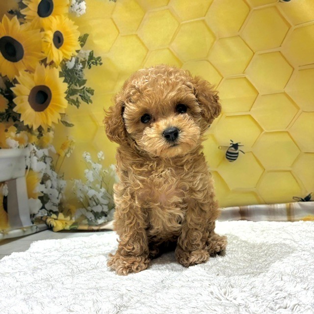 福岡県のトイプードル(ティーカップ) (犬の家＆猫の里トリアス久山店/2026年6月22日生まれ/女の子/レッド)の子犬の1枚目の画像