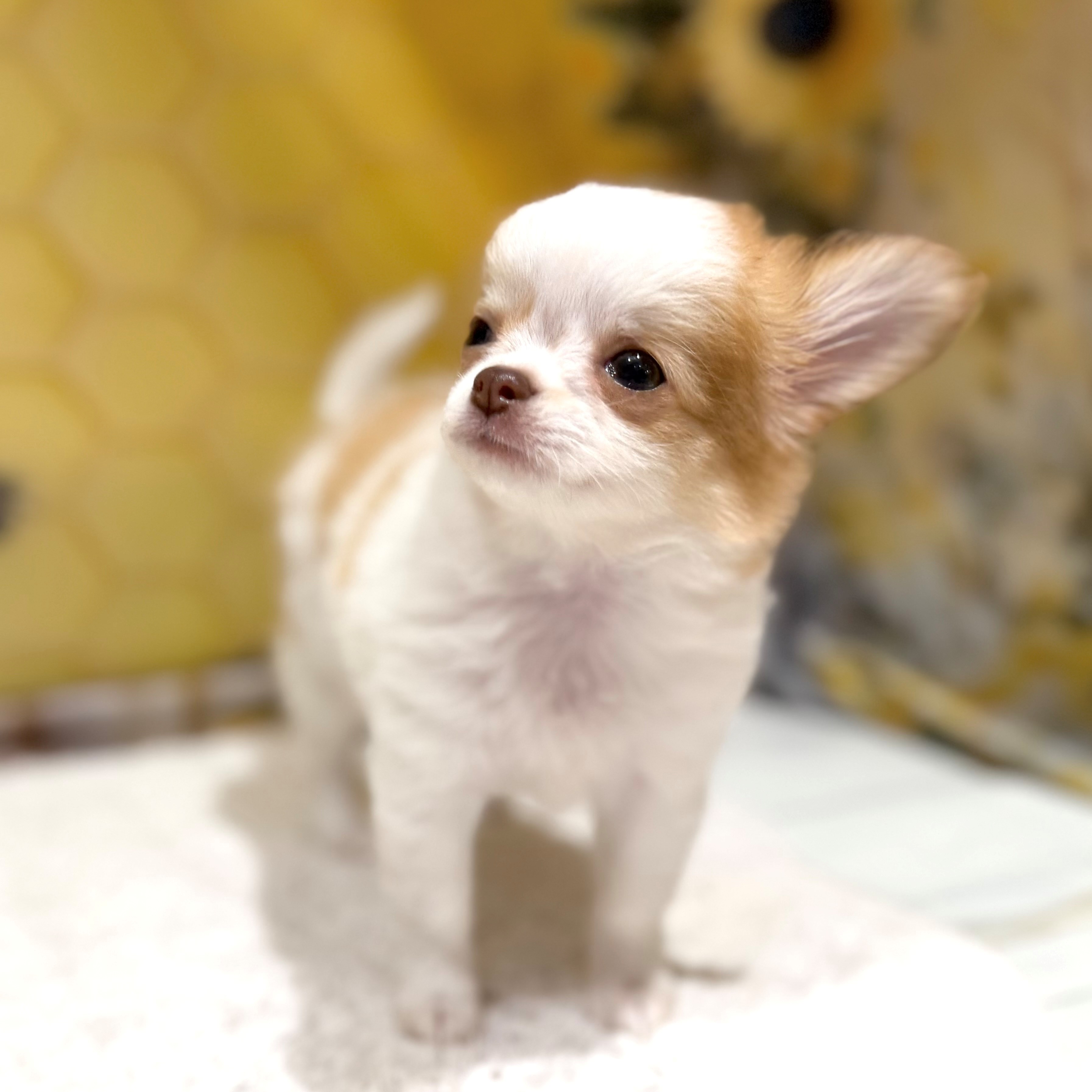 福岡県のチワワ(ロング) (犬の家＆猫の里トリアス久山店/2026年6月23日生まれ/女の子/ホワイト＆チョコレートフォーン)の子犬の4枚目の画像