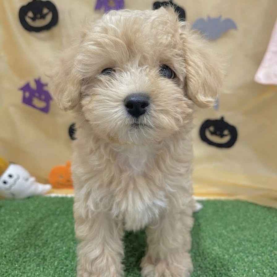 福岡県のマルプー(マルチーズ×プードル) (犬の家＆猫の里くりえいと宗像店/2026年6月22日生まれ/男の子/クリーム)の子犬の4枚目の画像