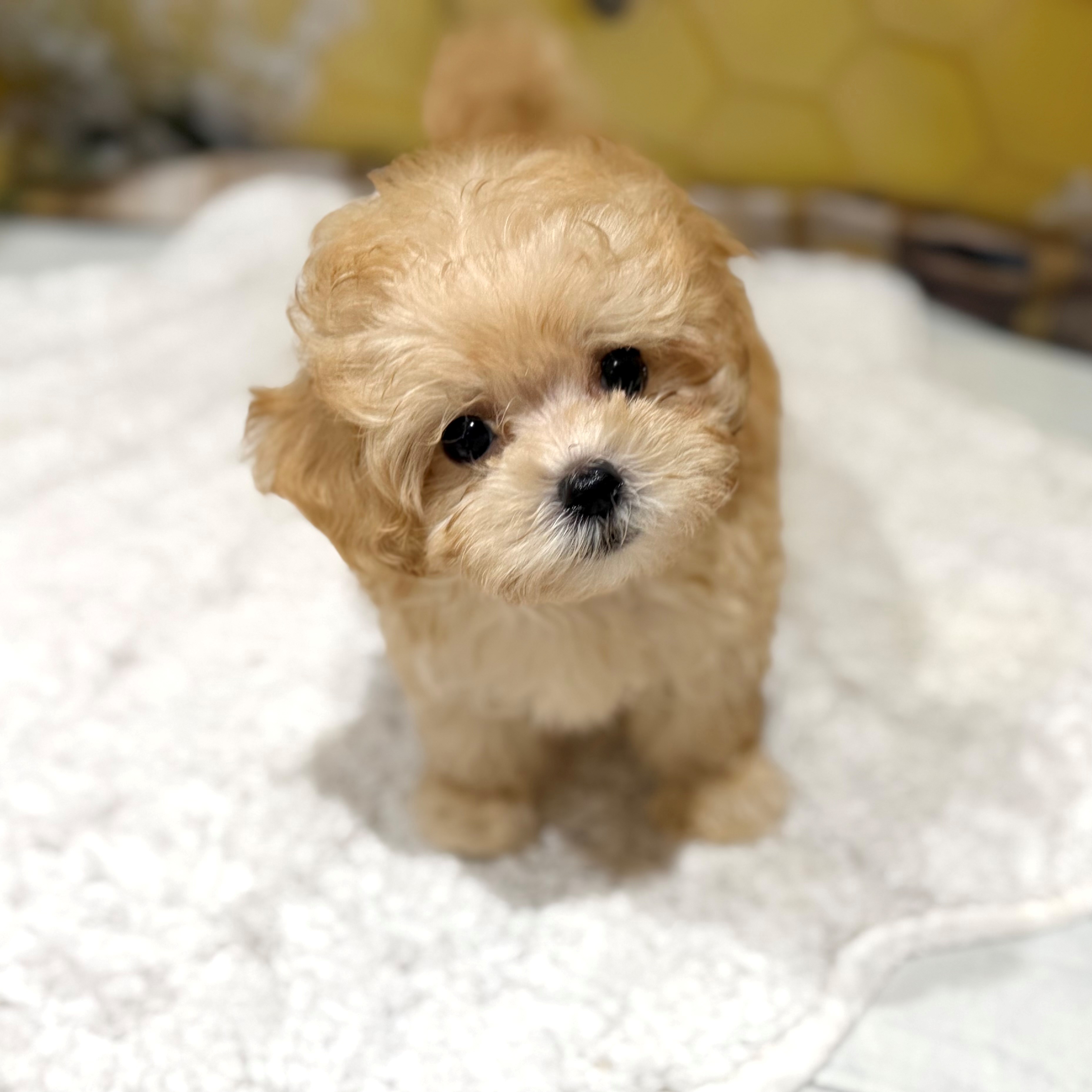 福岡県のマルプー(マルチーズ×プードル) (犬の家＆猫の里トリアス久山店/2026年6月20日生まれ/男の子/クリーム)の子犬の1枚目の画像