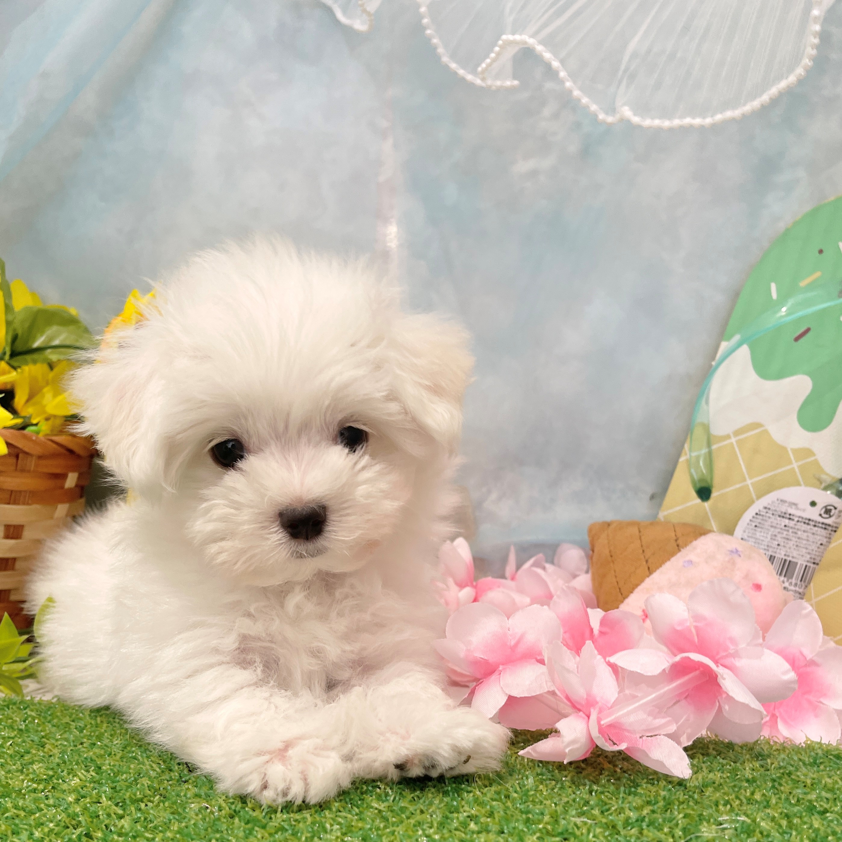 福岡県のマルチーズ (犬の家＆猫の里くりえいと宗像店/2026年6月22日生まれ/男の子/ホワイト)の子犬の4枚目の画像