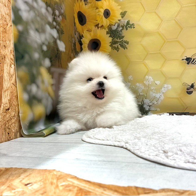 福岡県のポメラニアン (犬の家＆猫の里トリアス久山店/2026年6月21日生まれ/女の子/ホワイト)の子犬の4枚目の画像