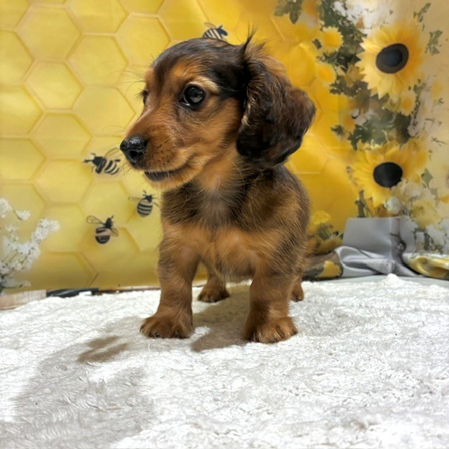 福岡県のカニンヘンダックスフンド(ロング) (犬の家＆猫の里トリアス久山店/2026年6月21日生まれ/女の子/レッド)の子犬の4枚目の画像