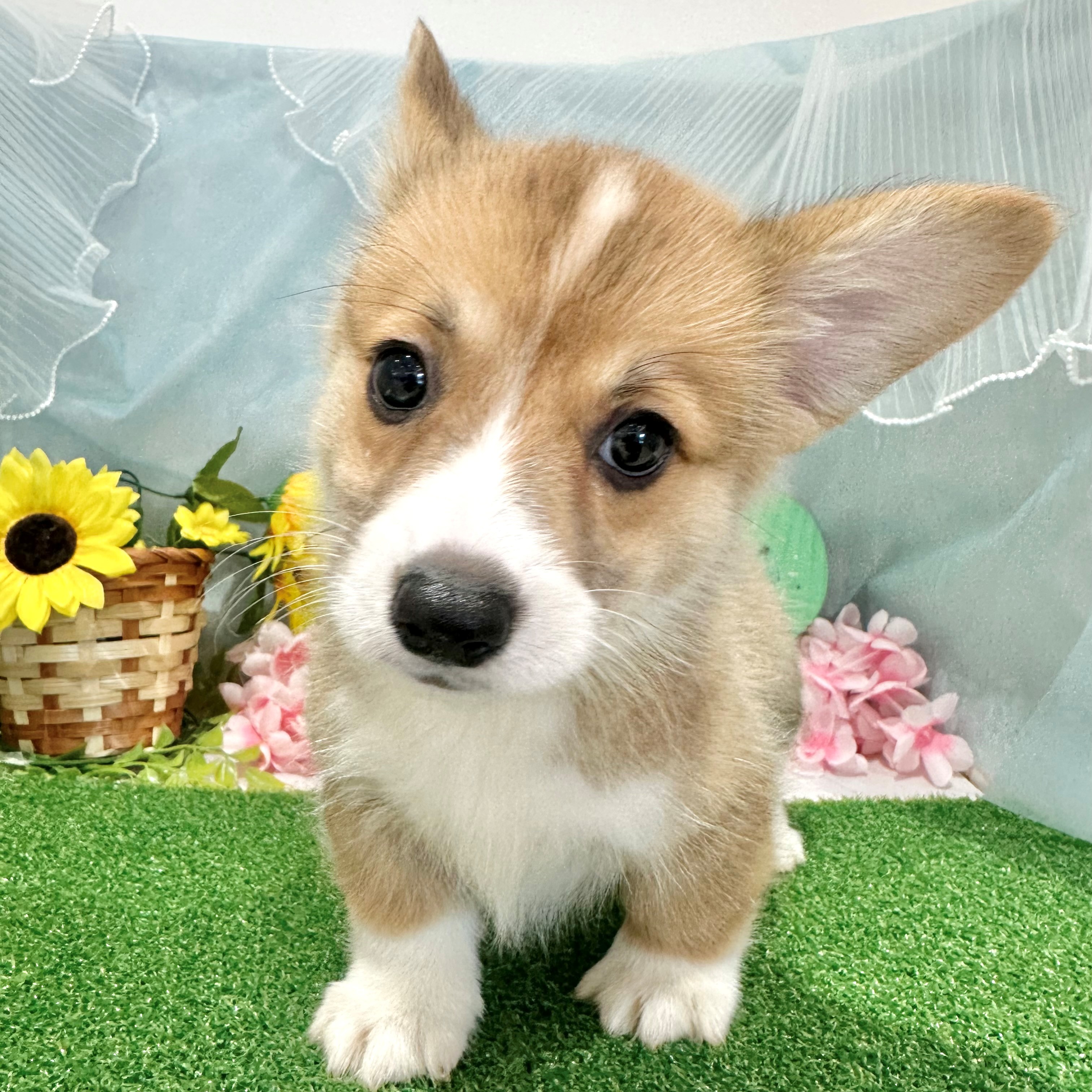 福岡県のウェルシュコーギーペンブローク (犬の家＆猫の里くりえいと宗像店/2026年6月21日生まれ/男の子/レッドホワイト)の子犬の4枚目の画像