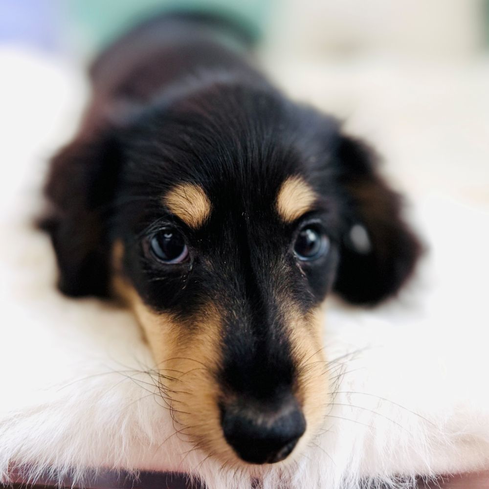 愛知県のミニチュアダックスフンド(ロング) (犬の家＆猫の里愛知刈谷店/2026年6月20日生まれ/男の子/ブラックイエロー)の子犬の4枚目の画像